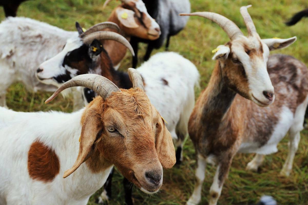 Waspada, Virus Peste Des Petits Ruminants Ancam Kambing-Domba di Indonesia